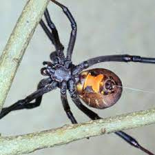 Why not africa, where far more diseases are present? Venomous Spiders In Florida Florida Department Of Agriculture Consumer Services