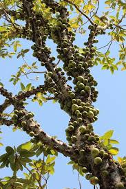 Image result for Ficus sansibarica