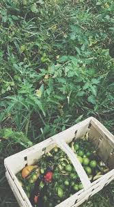 Tomatenanbau Nach Permakulturist Masanobu Fukuoka Oder Warum Ich Meine Tomaten Nicht Mehr Schneide Tomatenanbau Tomaten Garten Tomaten Pflanzen
