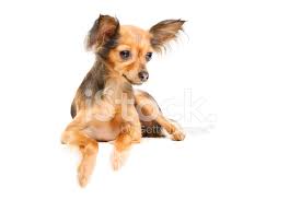 Long haired dog breeds can be very good to have as a pet since they are very pretty but on the other hand, they can also require more maintenance and are hard shih tzu: Russian Long Haired Toy Terrier On Isolated White Stock Photos Freeimages Com