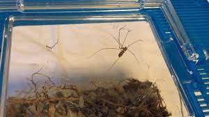 They sometimes eat mice, lizards, and snakes caught in the web. Giant Cellar Spider Vs Black Widow Bug Mma Youtube