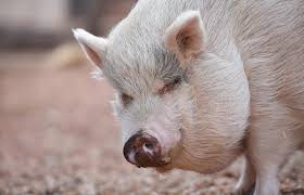 Find photos of pigs for adoption near you. Teacup Pig Facts Best Friends Animal Society