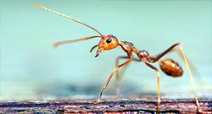 Image result for Fire Ant Sting