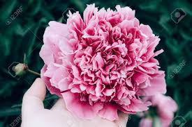 See all condition definitions : Human S Hand Hold Beautiful Pink Flower Peonie Flowering In Garden Stock Photo Picture And Royalty Free Image Image 150626005