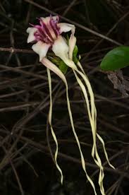 Image result for Strophanthus sarmentosus