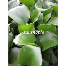 Check spelling or type a new query. Termurah Daun Eceng Gondok 1kg Shopee Indonesia