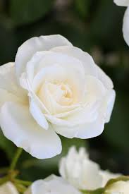 The rose is also a popular flower that is used to create an image for this sign as well. Best Flowers For Your Star Sign Zodiac