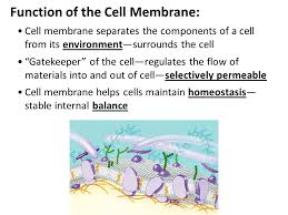 Oct 19, 2020 · function of the cell membrane the cell membrane gives the cell its structure and regulates the materials that enter and leave the cell. Cell Membrane Transport Notes Cell Membrane And Cell Wall All Cells Have A Cell Membrane Made Of Proteins And Lipids Cell Membrane Lipid Bilayer Protein Ppt Download