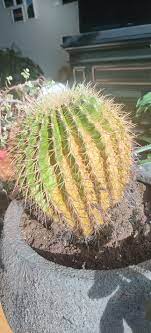 Why does a cactus turn yellow or brown? 35 Year Old Cactus Turning Yellow Gardening Landscaping Stack Exchange