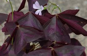 If you live in a warmer. How To Grow Purple Shamrock False Shamrock Purple Shamrock Purple Shamrock Plant Shamrock Plant