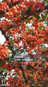 Image result for Pyracantha coccinea red column