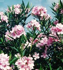 Oleander Hardy Evergreen Southern Beauty With Pictures Oleander Plants Trees To Plant Plants