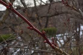 梅の花を咲かせる剪定時期はいつがよいか