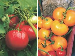 (both of these individual varieties are available for plants in 2017) beautiful pink. Heirloom Tomatoes Squash Corn Garden Design