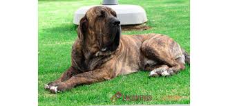 A grande diversidade de raças de cachorro que existe hoje é resultado de cruzamentos feitos pelo homem. Cachorro Fila Brasileiro Encontros Pet