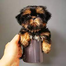 Here you can find everything about shih tzu dogs. Silver Shih Tzu Is This The Most Unique Shih Tzu Color Shih Tzu Colors Explained