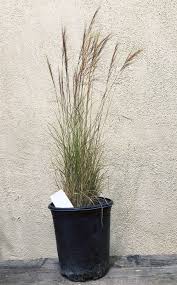 Image result for Aristida leucophaea