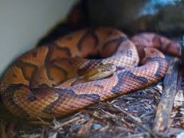 They are absolutely as meek as can be. Arkansas 6 Deadly Venomous Snakes