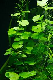 Image result for Hydrocotyle