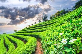 Perkebunan Teh Bogor