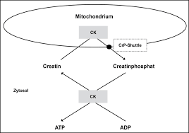 Quality confirmed by nmr & hplc. Kreatin Monohydrat Definition Und Erklarung