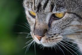 Holly the cat turns into liquid, escapes room by smushing herself under door. 100 Cute Cat Names That Start With K