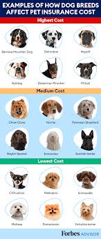 Should you insure your pet? Most Expensive Dog Breeds For Pet Insurance Forbes Advisor