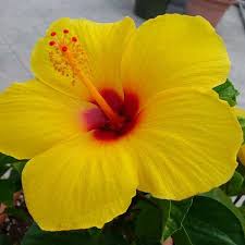 Yellow hibiscus's flowers will fall off if the plant. Hibiscus Yellow Live Plant Shrigram Organics