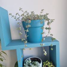 Image result for Faroa involucrata