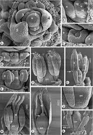 Image result for Fuirena leptostachya