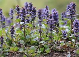 Kriechender Gunsel Ajuga Reptans Steckbrief Und Pflege In 2020 Unkraut Im Rasen Pflanzen Rasen Entfernen