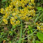 Image result for Helichrysum stenopterum