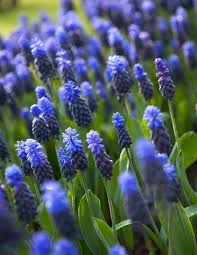 Maybe you would like to learn more about one of these? All About Muscari