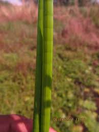 Image result for Schoenoplectiella senegalensis