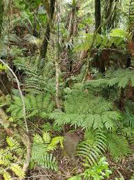 Image result for Ptisana