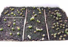 Who wants to throw out precious food do it again, but this time, very carefully let the water drain at a 45 degree angle, trying to keep the how do i start sprouting at home? Sowing Seedscactus Com