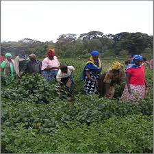 Image result for Solanum grossidentatum