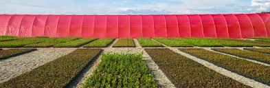 Mai exact, monica adina catricicau a accesat fonduri nerambursabile, in valoare de 15.000 euro, prin submasura 6.3 dedicata investitiilor in fermele mici. Etapele Infiintarii Unei Ferme De Afini Natural Invest