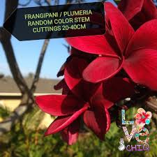 Check spelling or type a new query. Buy Plumeria Frangipani Bunga Kemboja Keratan Random Color Free Gift Seetracker Malaysia