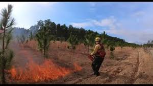 Turnbull Creek Educational State Forest