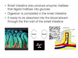 Maltase is an enzyme that catalyzes the hydrolysis of maltose to glucose. Maltase