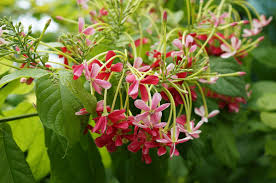 File Combretum Indicum 01 Jpg Wikipedia The Free Encyclopedia Creepers Plants Flowering Creepers Plants