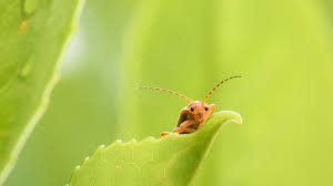 Den kleinen käfer (ca 3 mm klein) habe ich auf dem fensterbrett entdeckt; Ein Garten Fur Kafer Schweizer Garten
