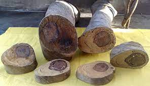 Khasiat raja kayu & tutorial menggunakan raja kayu. Alamcyber 2020 Ketahui Rahsia Pokok Raja Kayu