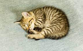 We did not find results for: Toyger Cats Banixx