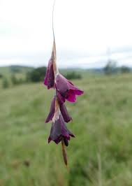 Image result for Dierama parviflorum