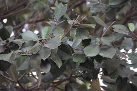 Image result for Manilkara kauki