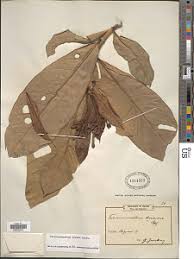 Image result for Tabernaemontana crassa