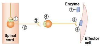 Autonomic Nervous System I Ii Iii Flashcards Quizlet