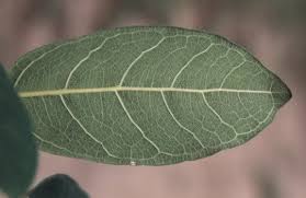 Image result for Ficus stuhlmannii